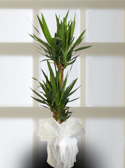 Adıyaman MASAL Çiçekçilik & Organizasyon