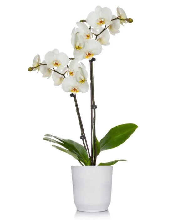 Adıyaman MASAL Çiçekçilik & Organizasyon