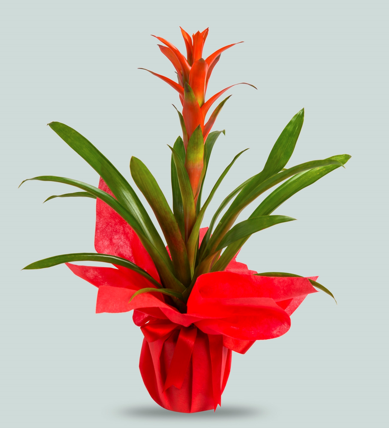 Adıyaman MASAL Çiçekçilik & Organizasyon