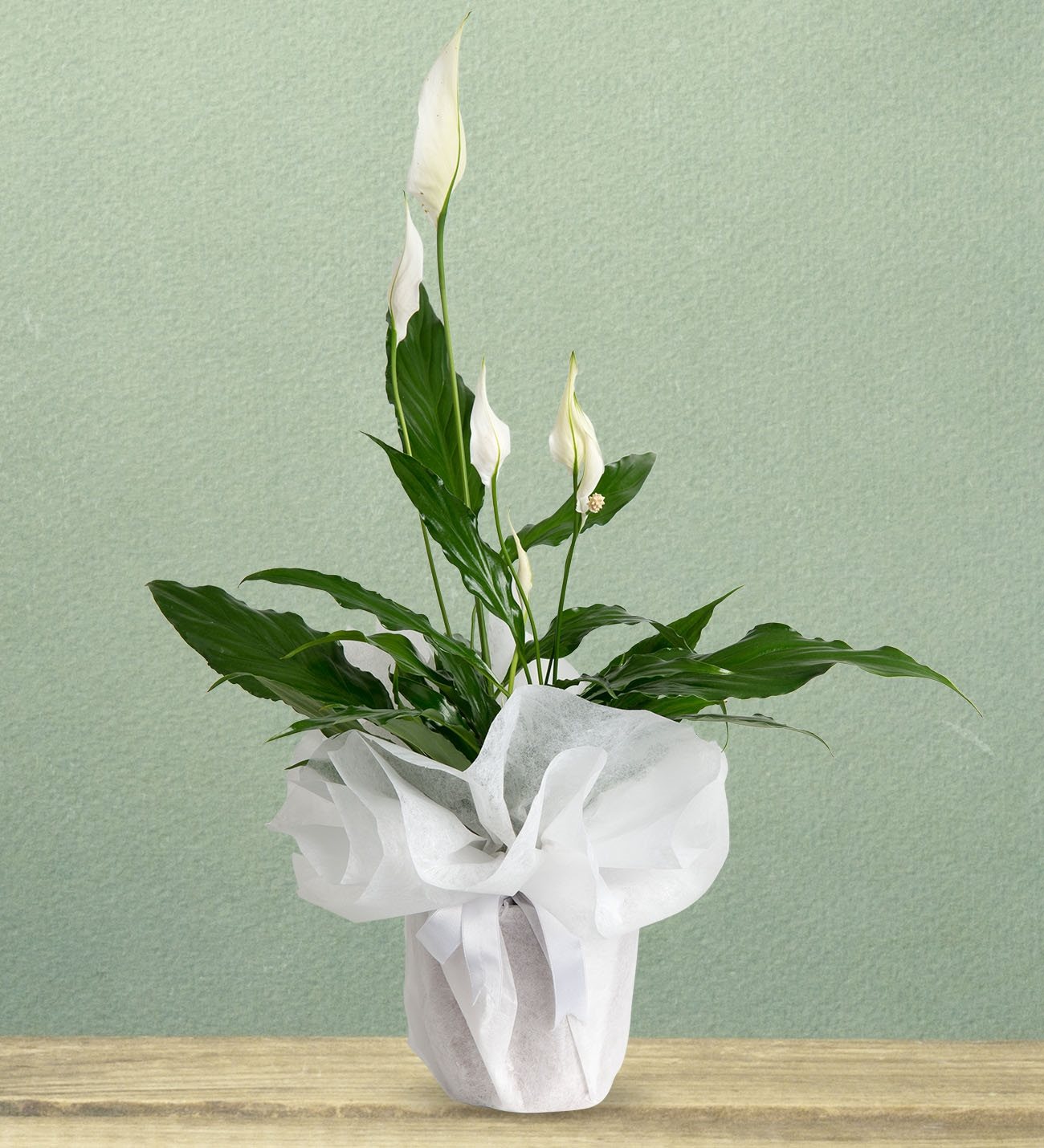 Adıyaman MASAL Çiçekçilik & Organizasyon