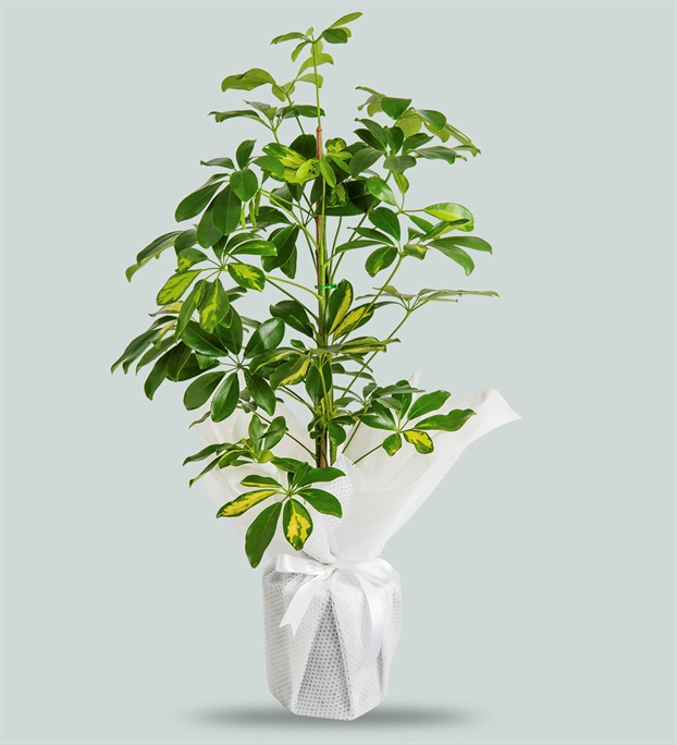 Adıyaman MASAL Çiçekçilik & Organizasyon