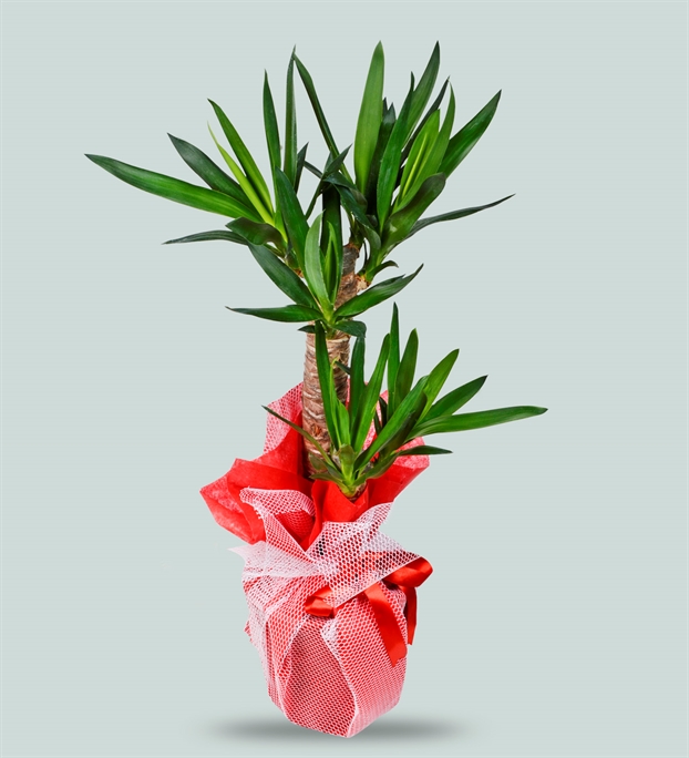 Adıyaman MASAL Çiçekçilik & Organizasyon