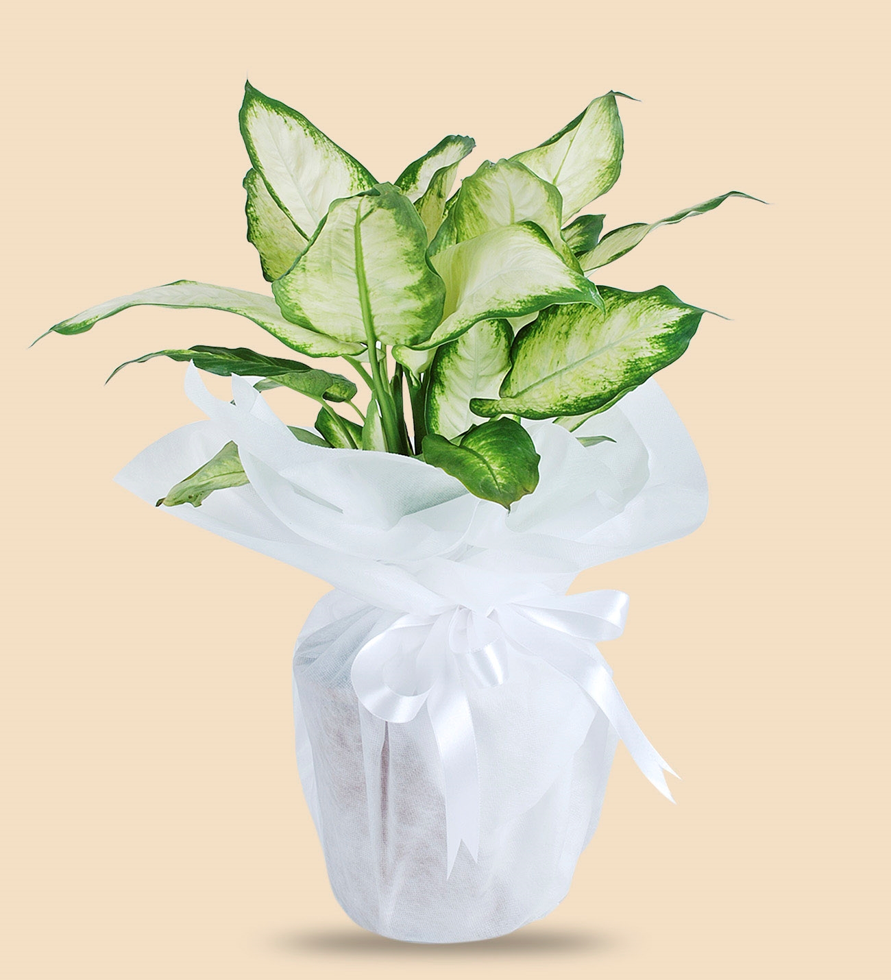 Adıyaman MASAL Çiçekçilik & Organizasyon