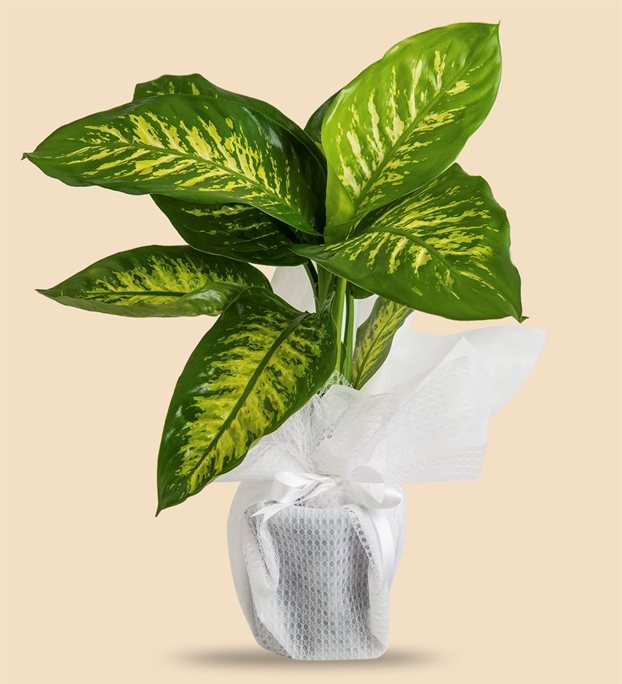 Adıyaman MASAL Çiçekçilik & Organizasyon