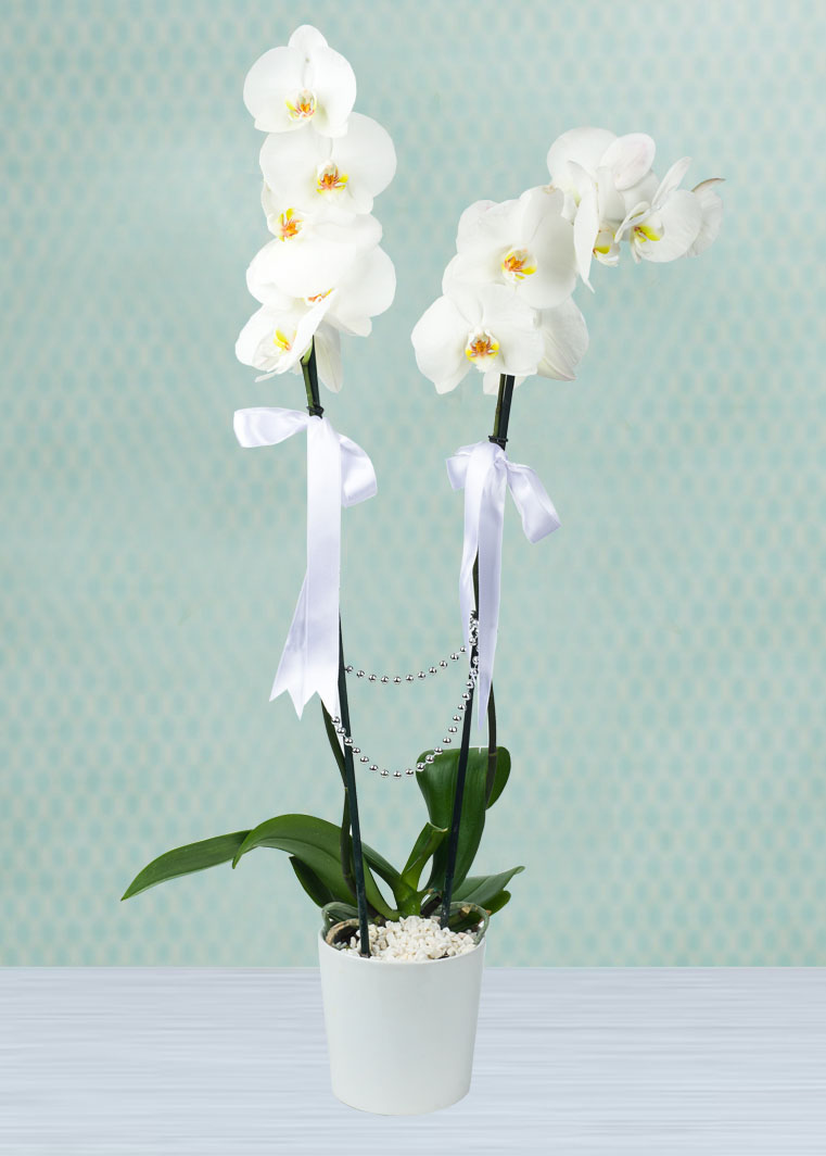 ciftli-orkide